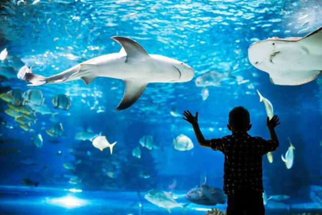 Eintrittskarte zum Hurghada Grand Aquarium