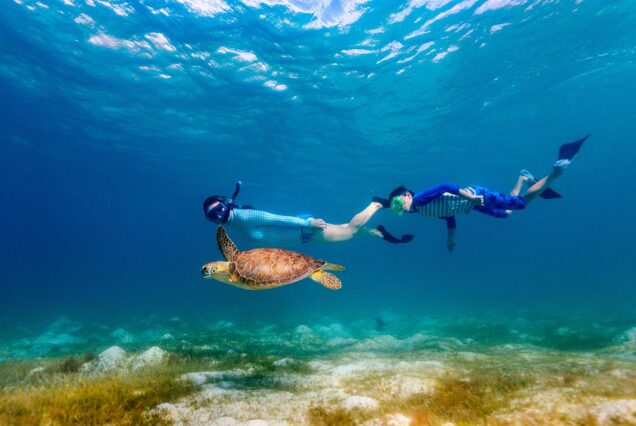 Schnorchelausflug mit Schildkröten & Dugong in Marsa Alam