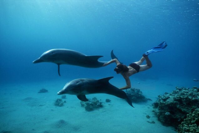 DELFIN-SCHWIMMEN IN HURGHADA