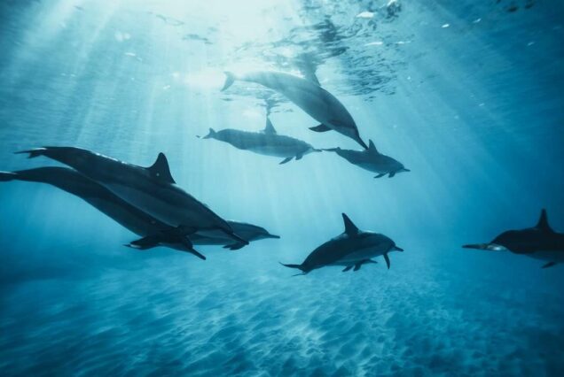 DELFIN TOUR HURGHADA MIT PRIVATEM SPEEDBOOT & SCHNORCHELN AUSFLUG